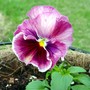 Pansy1