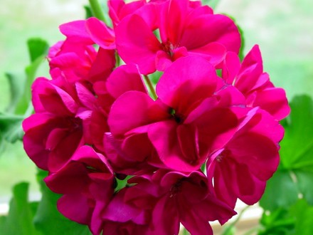 Geraniums