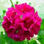 Geraniums
