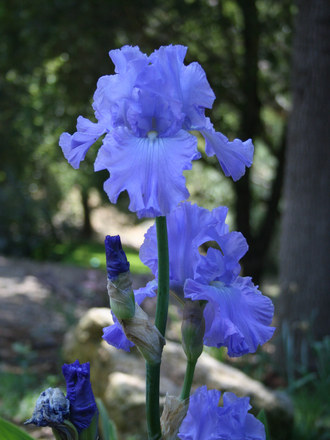 Ultra-violet Iris