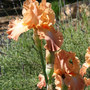 Champagne_iris