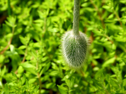 Unknown Flower