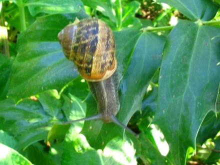 Found this on my Mahonia