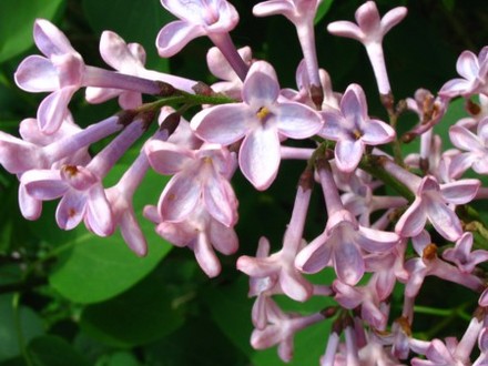 Lilac Blossom