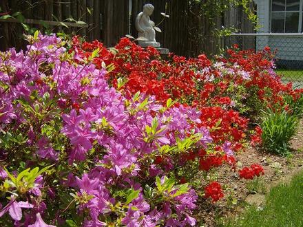 Front Garden - May 2008