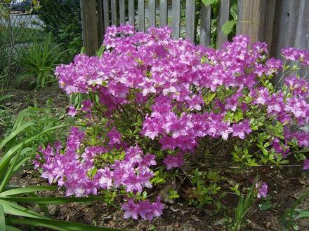 Azalea - Evergreene Girard's Fuchsia