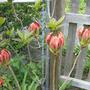 Pics_05