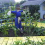 Latestcornfield2