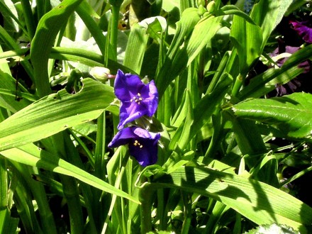 Tradescantia also known as spiderwort (Tradescantia virginiana (Spiderwort))
