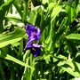 Tradescantia also known as spiderwort (Tradescantia virginiana (Spiderwort))