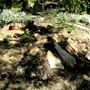 New Rock garden
