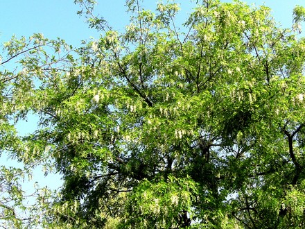 False Acacia (Robinia pseudoacacia (False acacia))