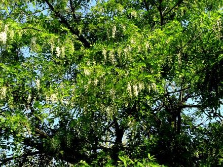 False Acacia a bit closer. (Robinia pseudoacacia (False acacia))