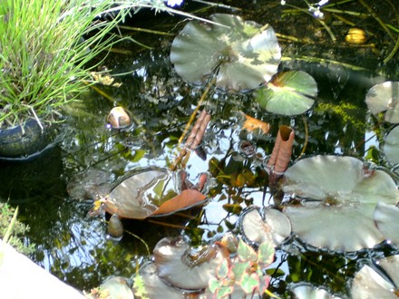 Water lily buds ready to come out in small pond.