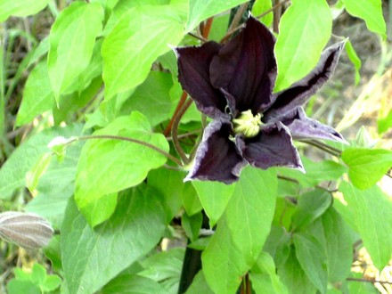 Clematis Niobe (Clematis niobe)