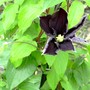 Clematis Niobe (Clematis niobe)