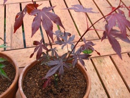 Saved this little Acer from Wilkinsons 