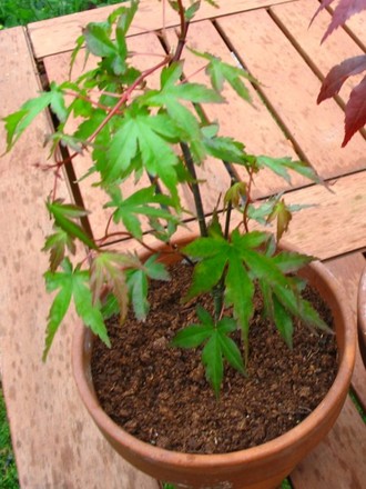 This is the other Acer 