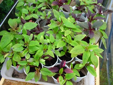 Amaranthus (love lies bleeding)