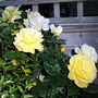 A garden flower photo