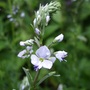 Veronica romana 'Blue Streak' (Veronica romana 'Blue Streak')