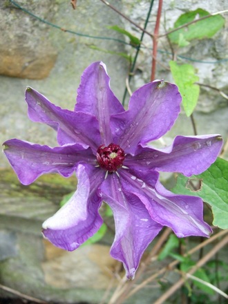 Clematis 'The President' (Clematis 'The President')