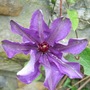 Clematis 'The President' (Clematis 'The President')