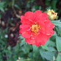 Geum__mrs_j_bradshaw_