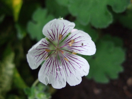 Geranium renardii (Geranium renardii)