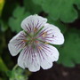 Geranium renardii (Geranium renardii)