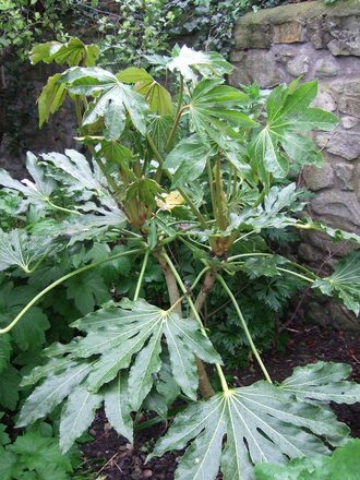 Fatsia japonica (Fatsia japonica (Japanese aralia))