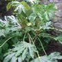 Fatsia japonica (Fatsia japonica (Japanese aralia))