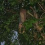 Lonesome_dove9