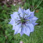 Nigella (Nigella damascena (Love-in-a-mist))