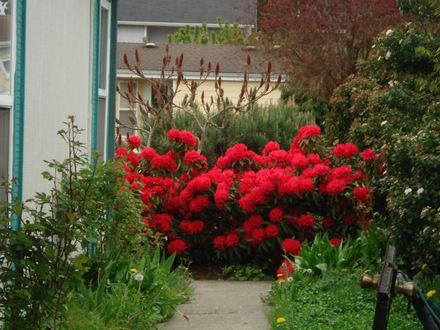ENTRANCE TO HOUSE ~ LOVE THAT RHODIE