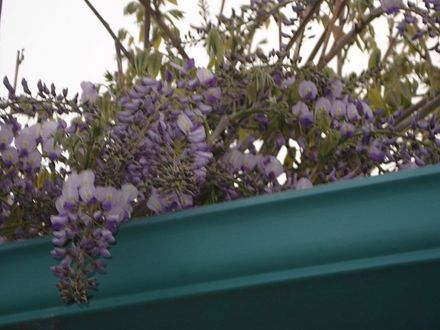 PURPLE WISTERIA
