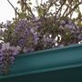 PURPLE WISTERIA