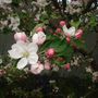 APPLE BLOSSOMS