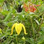Clematis Orient and LonceraBrownii