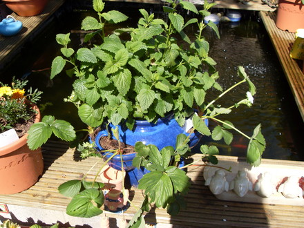 strawberries