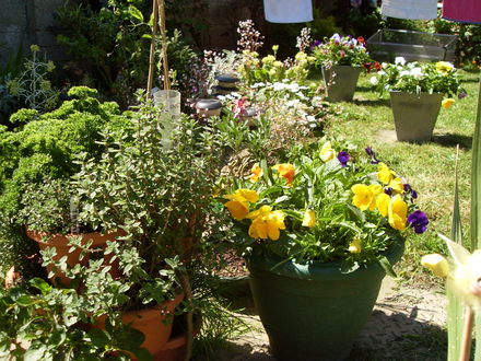 flower bed