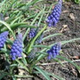 Grape Hyacinth Muscari botryoides