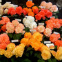 Cropped_4x4_display_i_yeardley