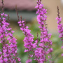Lythrum