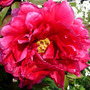 Peonie_in_bright_pink
