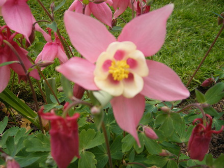 Aquilegia