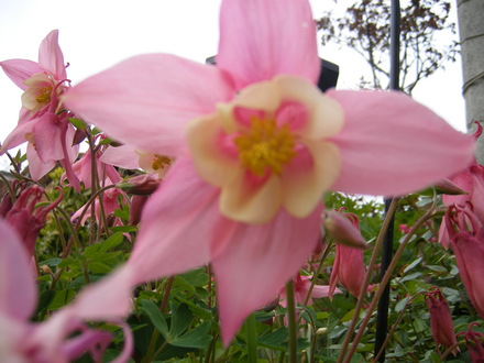 Lovely Pink Aquilegia