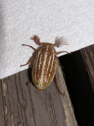 Striped beetle