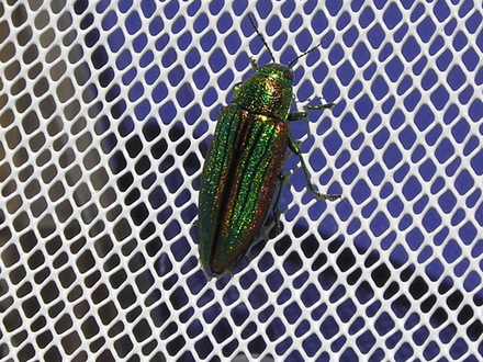 Iridescent beetle