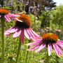 Cone Flowers